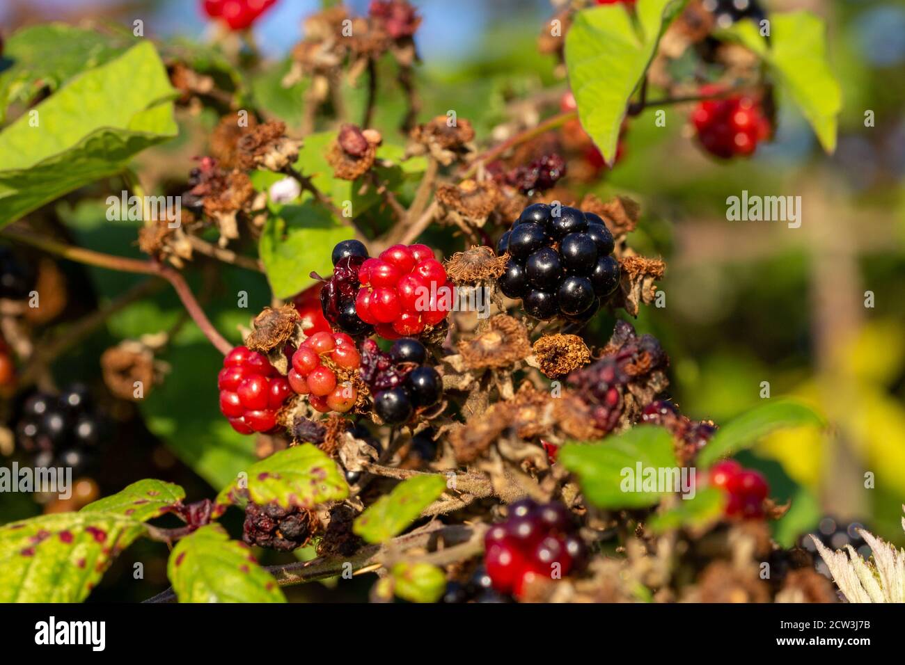 Bacche nere e rosse che crescono su un cespuglio nel campagna Foto Stock