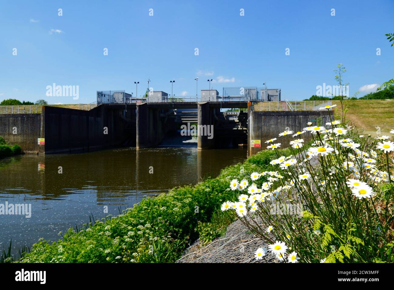 Oxeye daisies (Leucanthemum vulgare) e la barriera di alluvione attraverso il fiume Medway vicino a Leigh a monte di Tonbridge, Kent, Inghilterra Foto Stock