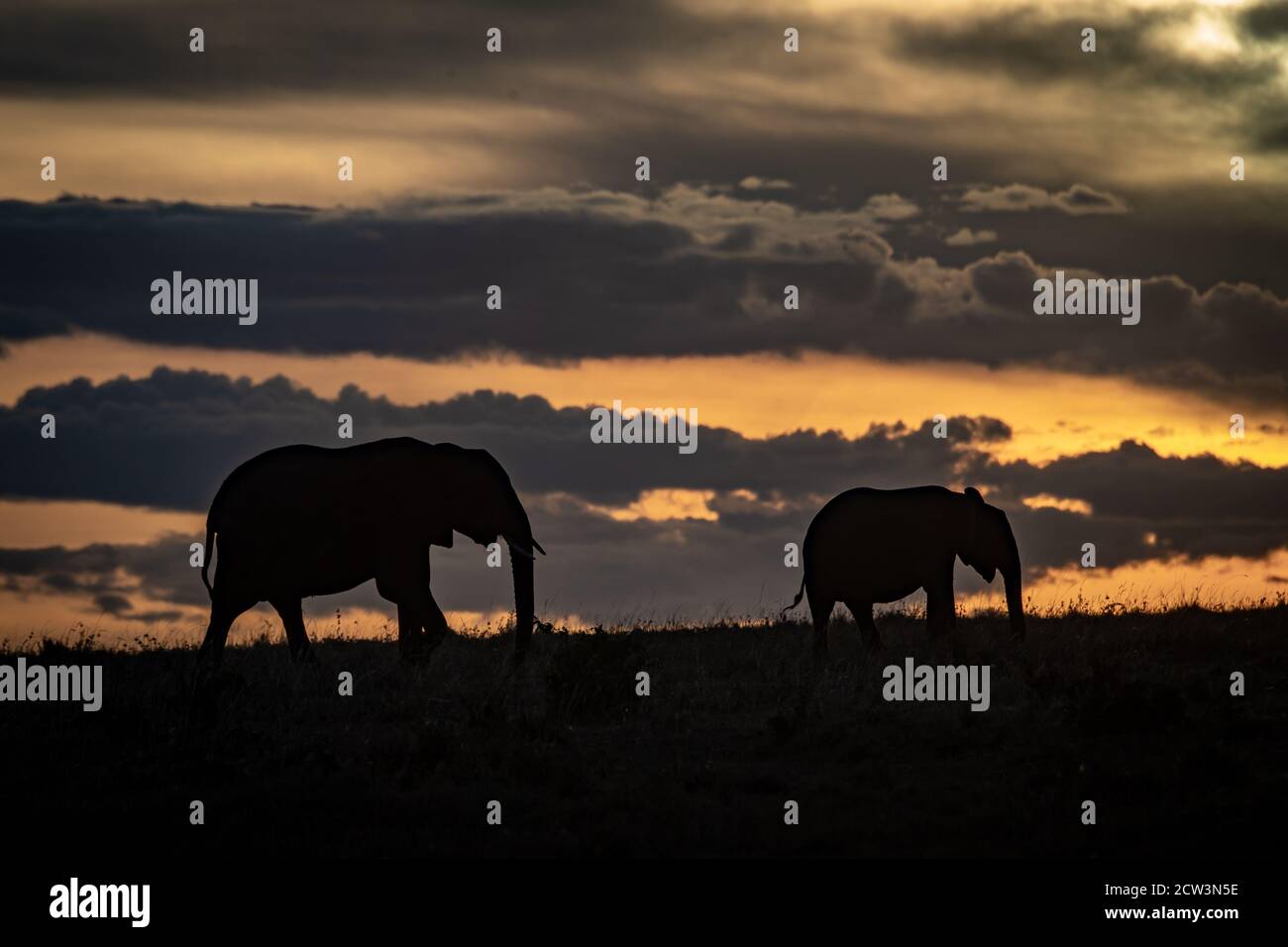 Elefante(i) africano (Loxodonta africana) nel Masai Mara del Kenya, Africa Foto Stock