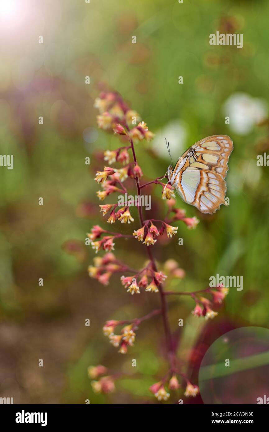 Farfalla seduta su una pianta in un prato giardino e parco nella luce luminosa del giorno. Foto Stock