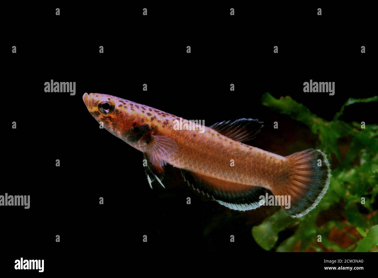 Betta albimarginata dall'Indonesia Foto Stock