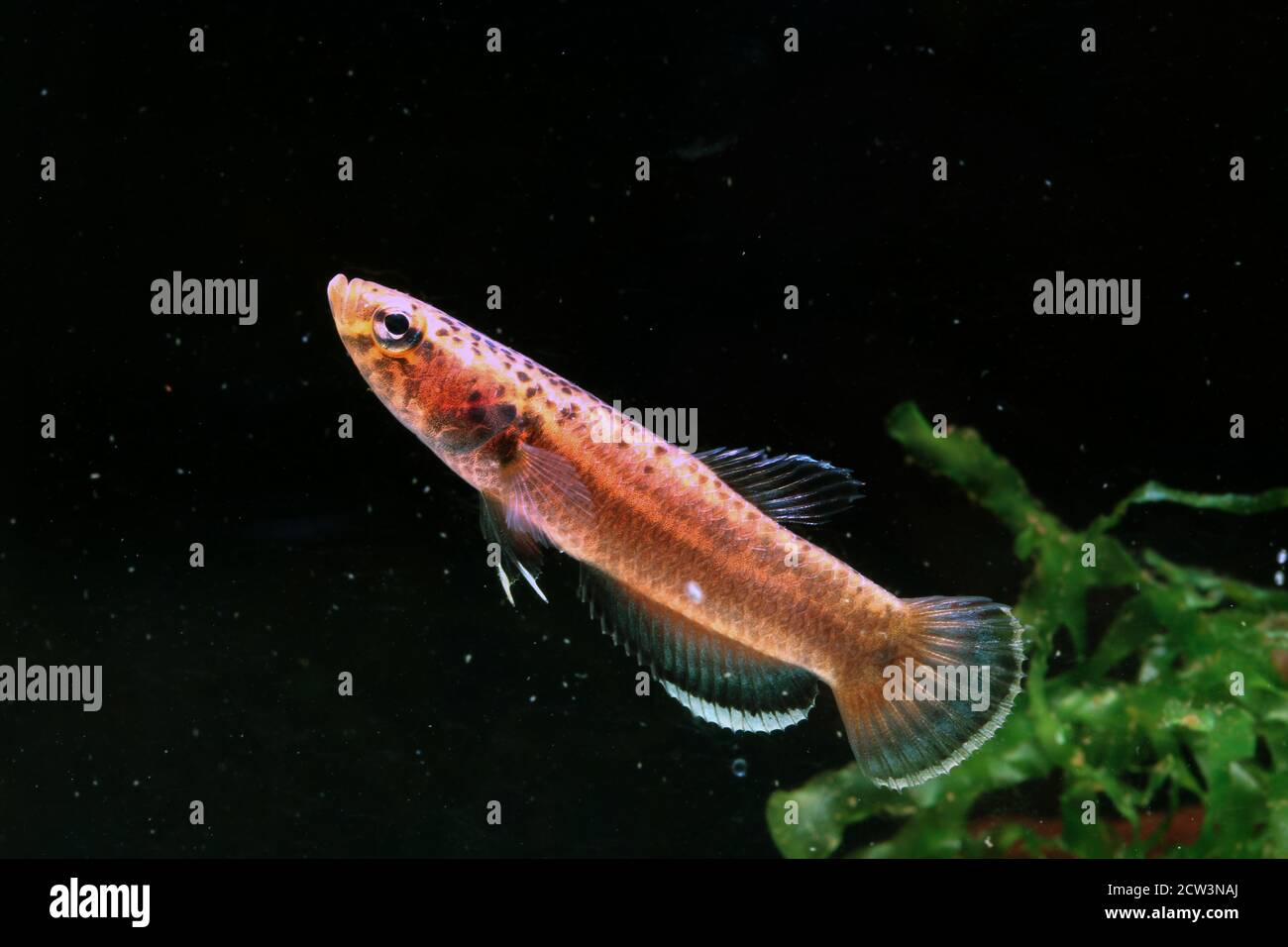 Betta albimarginata dall'Indonesia Foto Stock
