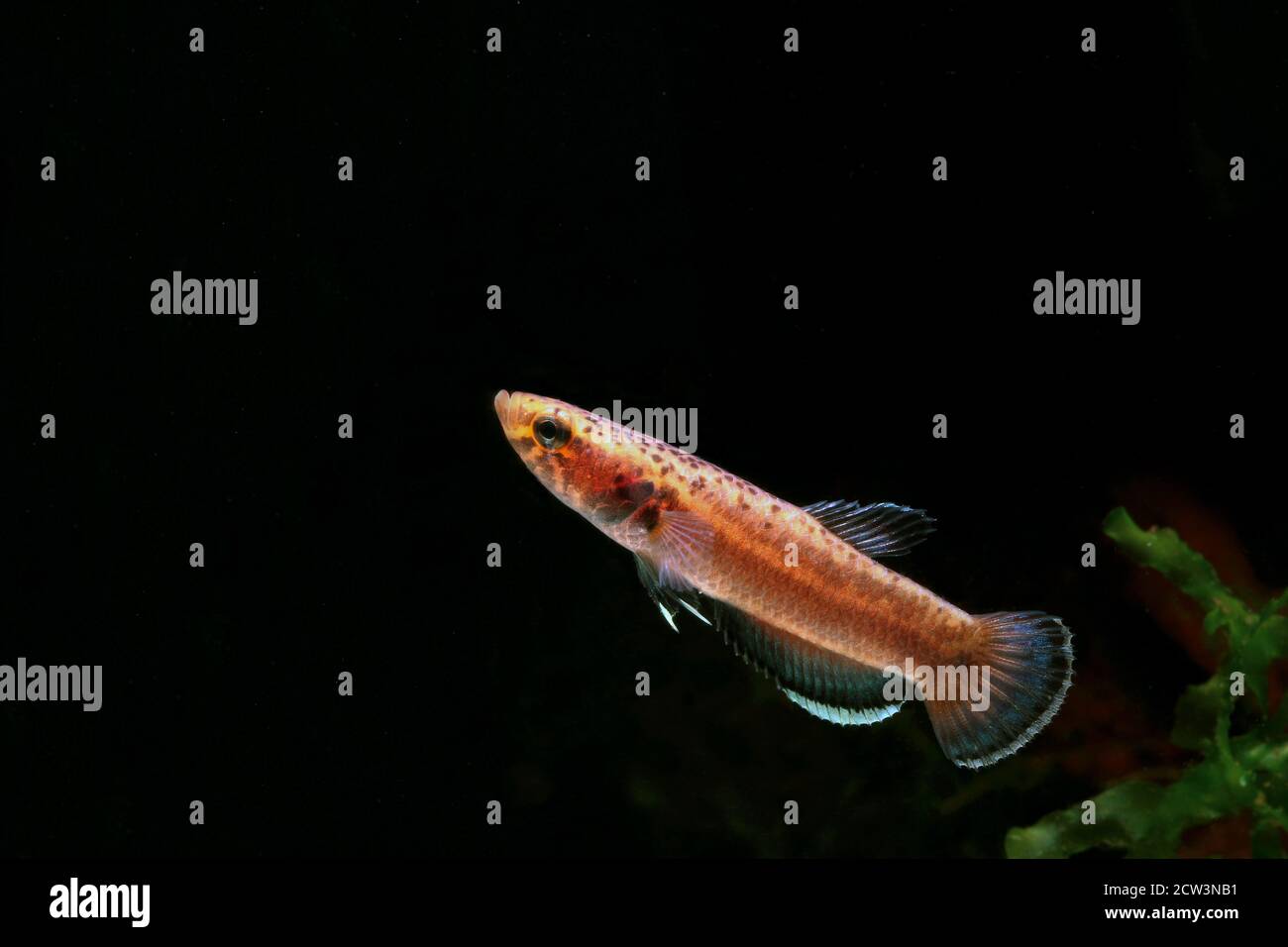 Betta albimarginata dall'Indonesia Foto Stock