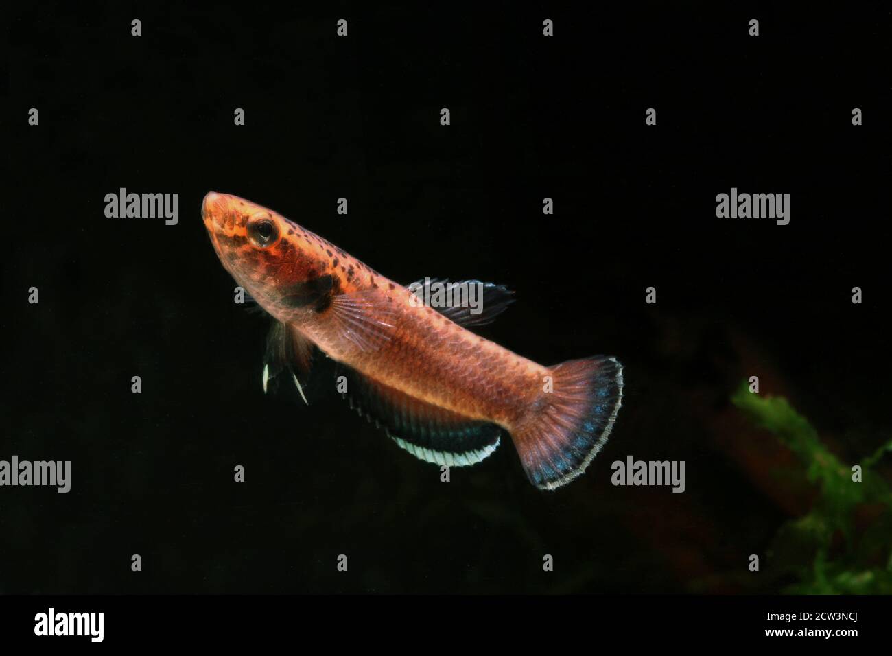 Betta albimarginata dall'Indonesia Foto Stock