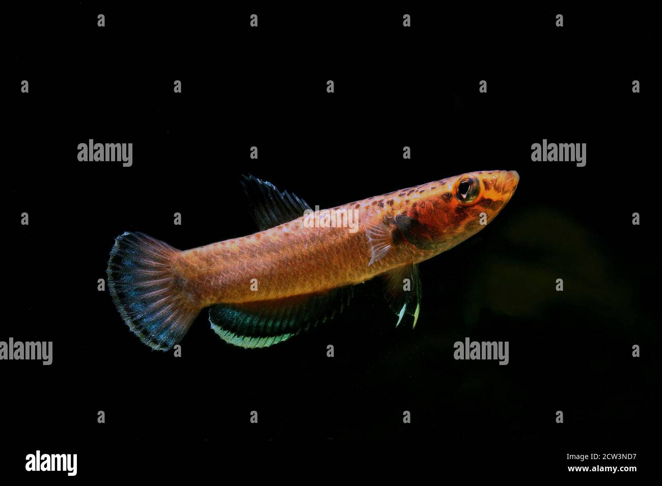 Betta albimarginata dall'Indonesia Foto Stock