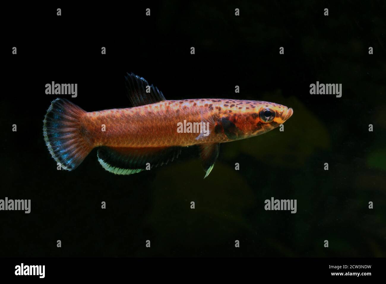 Betta albimarginata dall'Indonesia Foto Stock