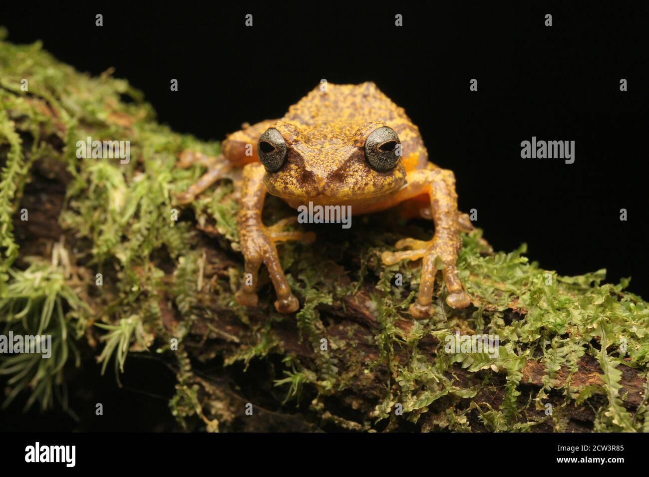 Vermiculate Bush Frog, Philautus vermiculatus Foto Stock