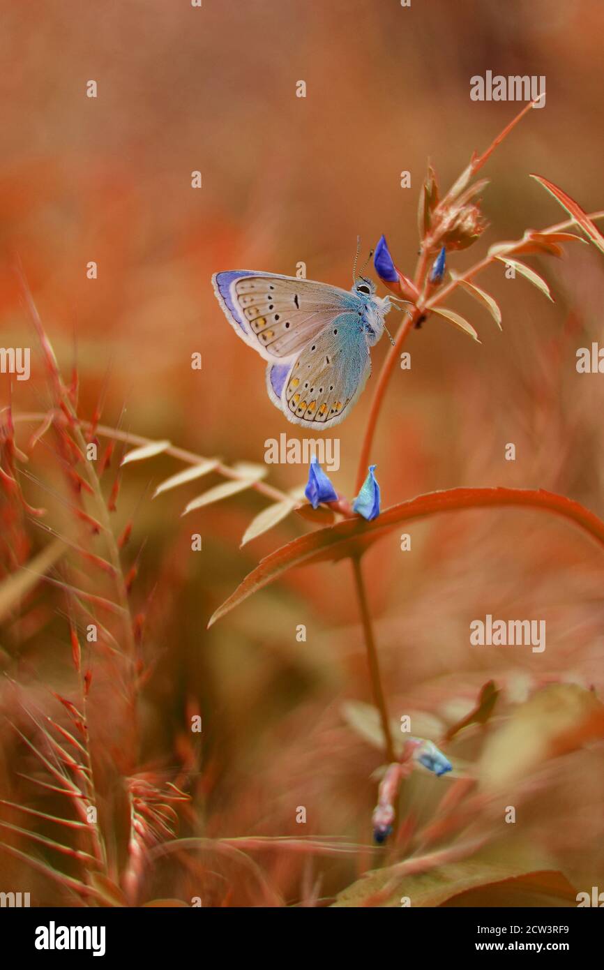 Farfalla seduta su una pianta in un prato giardino e parco nella luce luminosa del giorno. Foto Stock