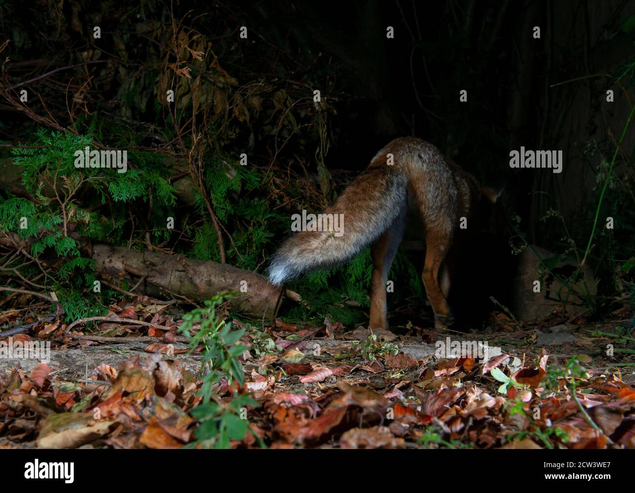 Fox di notte a piedi tra i cespugli con vista posteriore di gambe posteriori e coda boscata con punta bianca Foto Stock