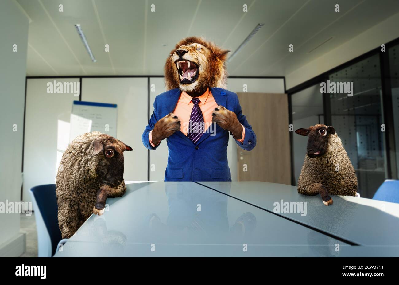 Il leone arrabbiato del capo nella tuta con i dipendenti di pecora si levano in piedi e si strappano la camicia usando le zampe vicino al lavoro che ruggisce, concetto di affari Foto Stock