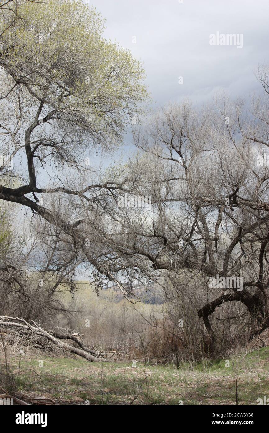 Variopinto assortimento di immensi alberi secolari nella zona ripariale del fiume Gila, tra cui cottonwood, betulla e sycamore Foto Stock