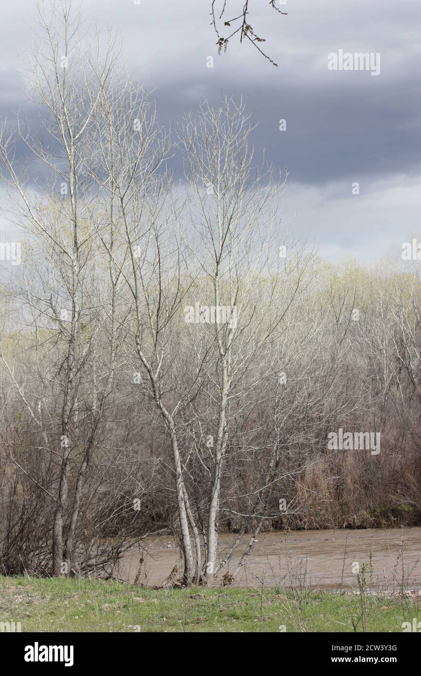 Variopinto assortimento di immensi alberi secolari nella zona ripariale del fiume Gila, tra cui cottonwood, betulla e sycamore Foto Stock