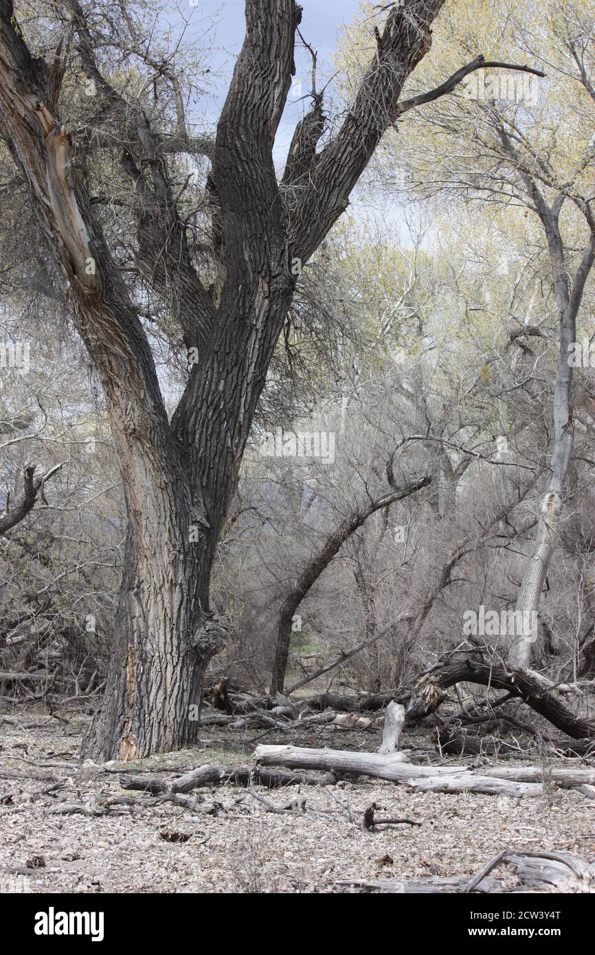 Variopinto assortimento di immensi alberi secolari nella zona ripariale del fiume Gila, tra cui cottonwood, betulla e sycamore Foto Stock