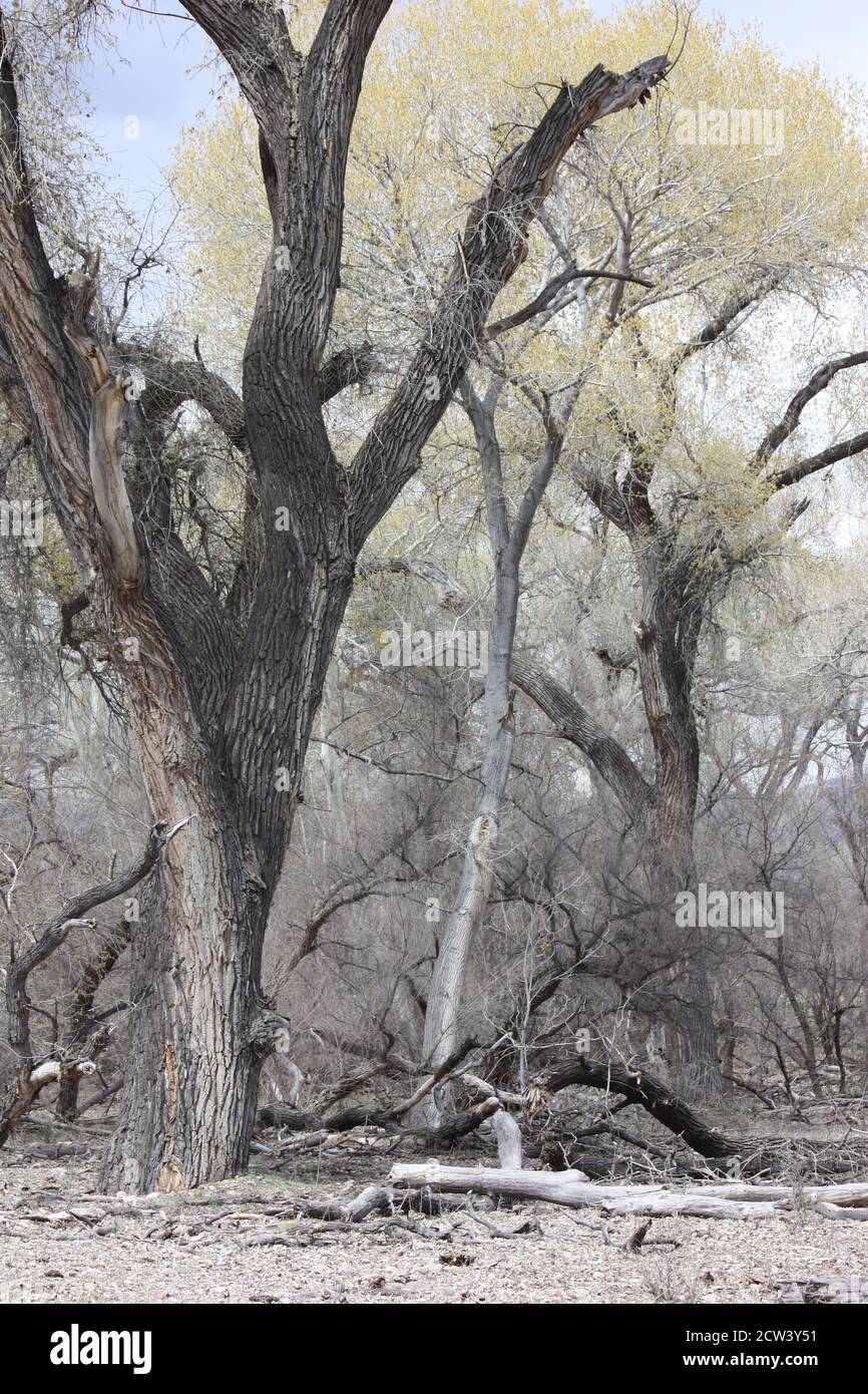 Variopinto assortimento di immensi alberi secolari nella zona ripariale del fiume Gila, tra cui cottonwood, betulla e sycamore Foto Stock