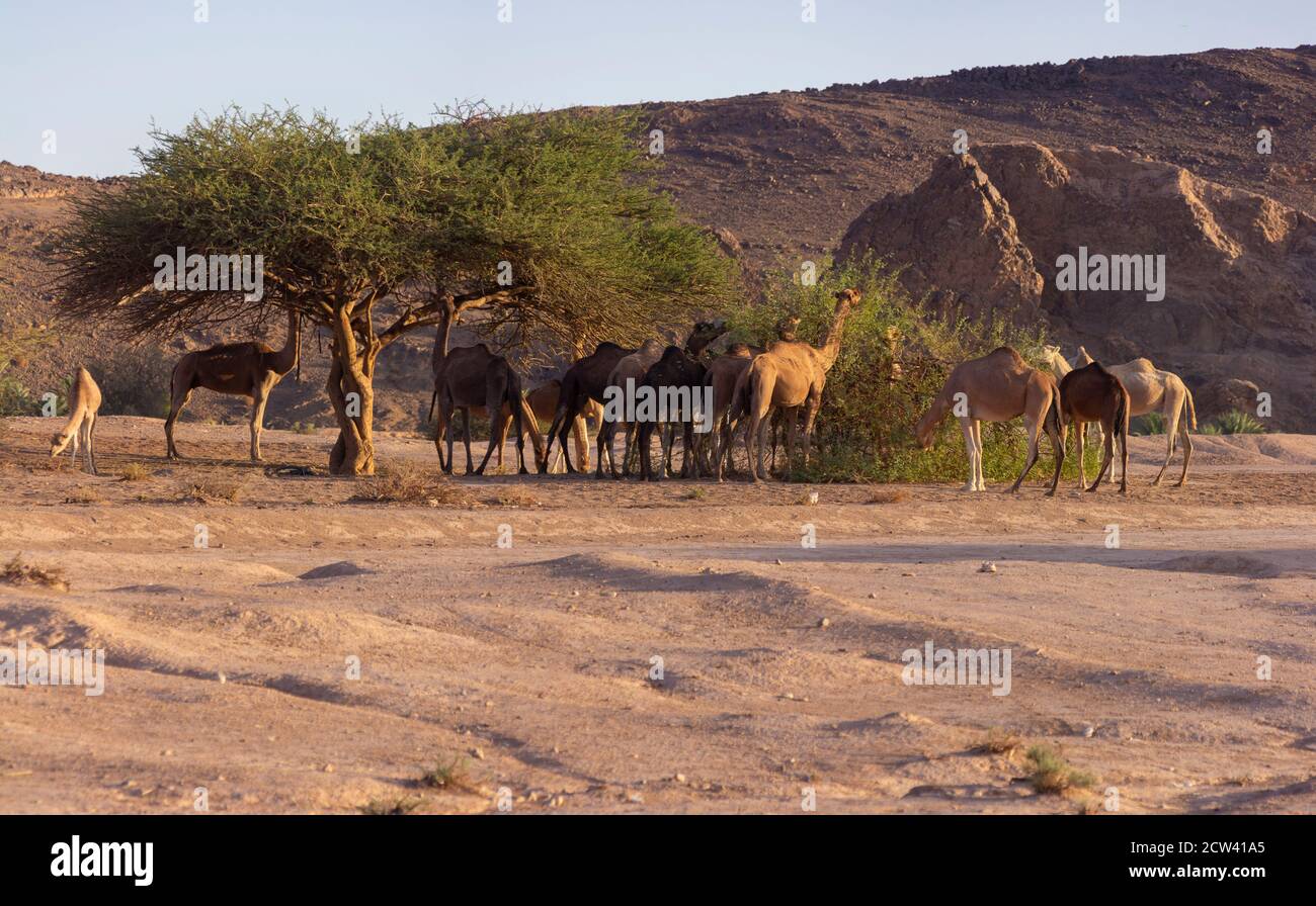 I cammelli di dromedario (dromedari di Camelus) sono raramente trovati nel selvaggio e la maggior parte di quelli visti camminare intorno al paesaggio. Foto Stock