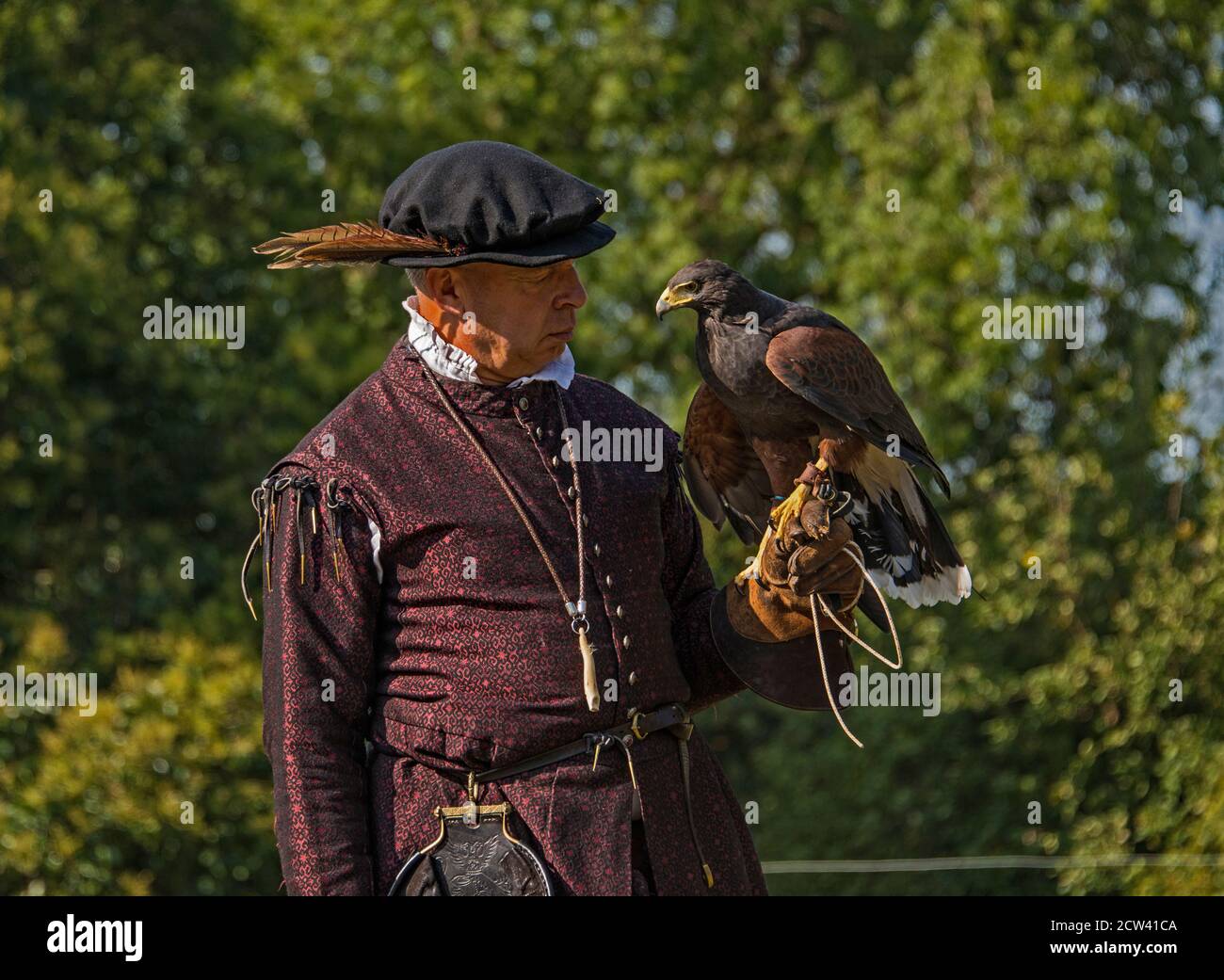 Falconer con Harris Hawk. Foto Stock