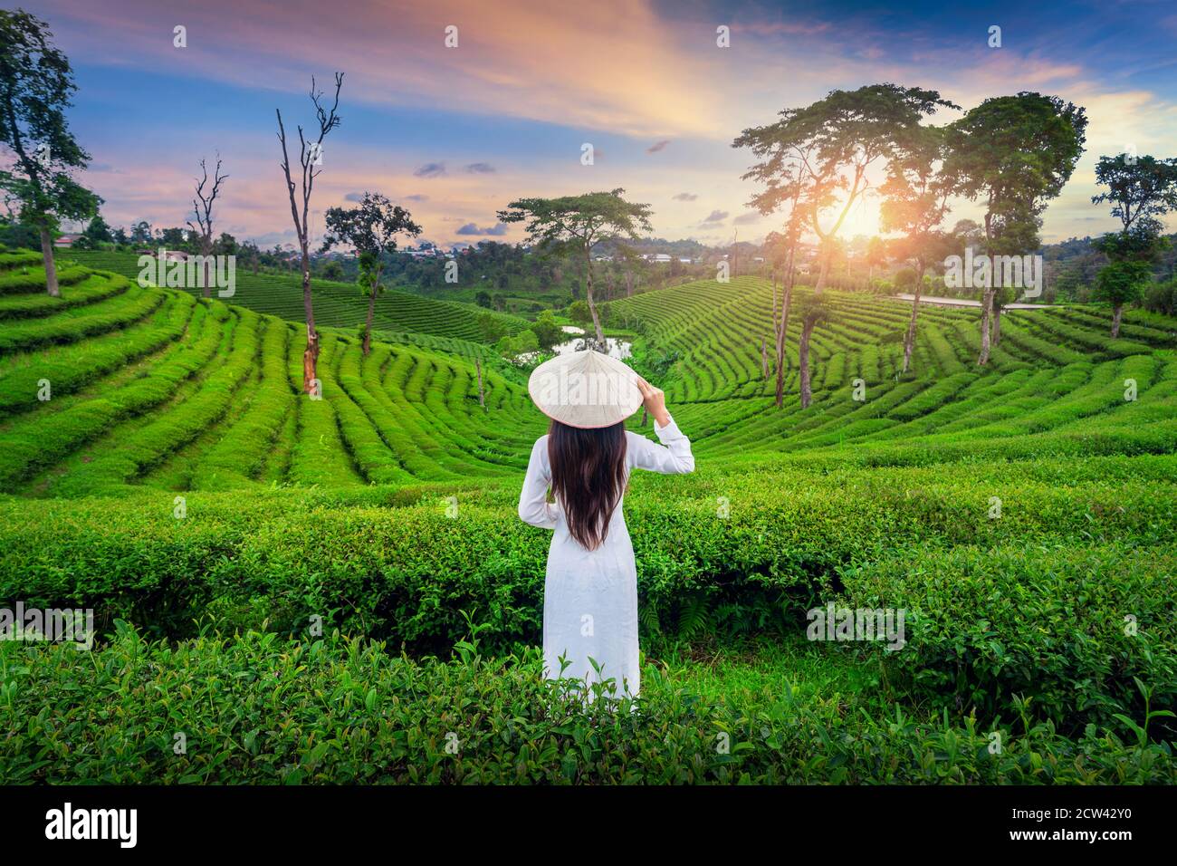 Donna asiatica che indossa la cultura vietnamita tradizionale nella piantagione di tè a Chiang Rai, Thailandia. Foto Stock