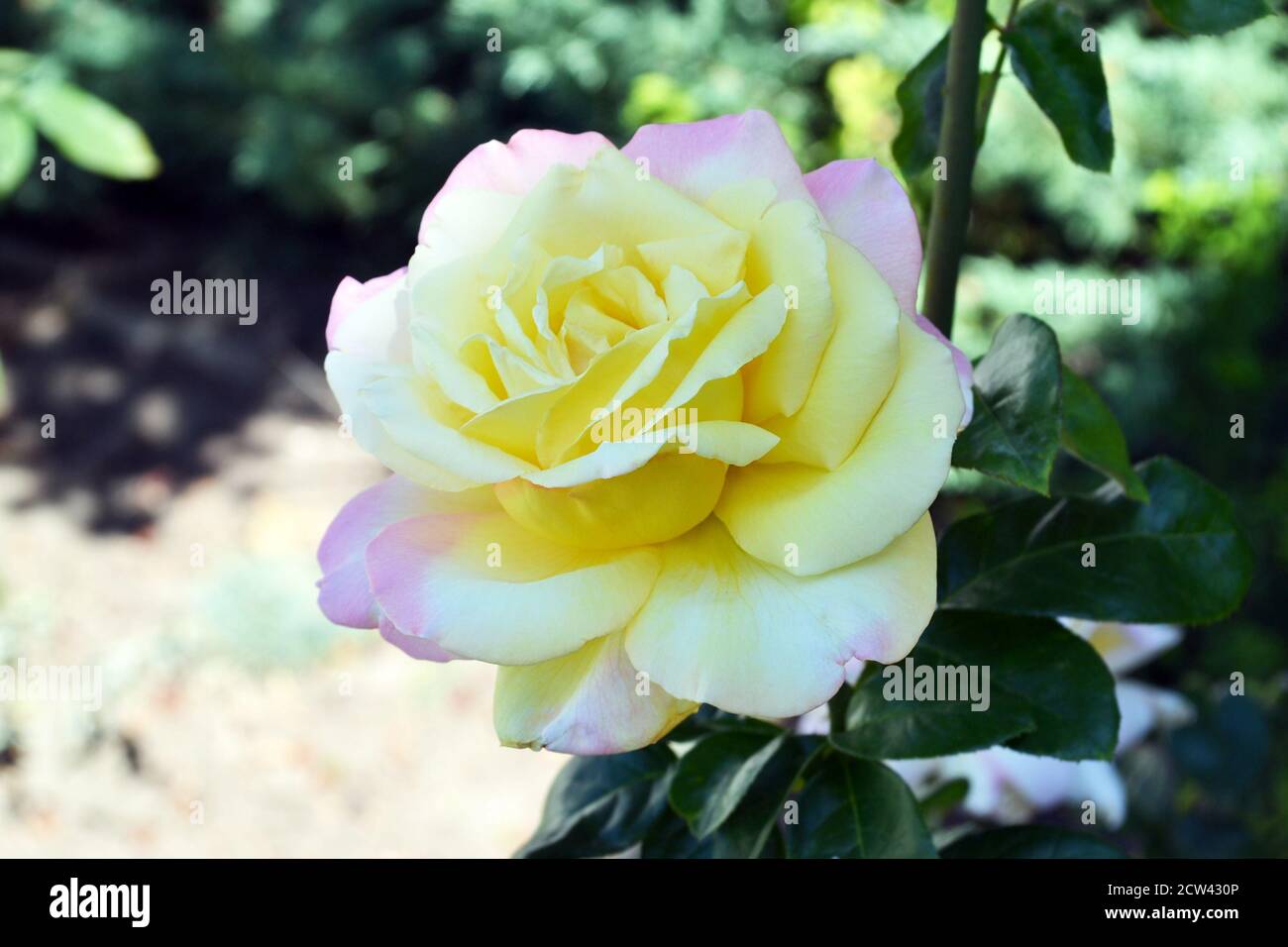 Primo piano della splendida Gloria dei fresca o della rosa del tè ibrido Peace, con petali rosa e gialli. Messa a fuoco selettiva sullo sfondo del giardino sfocato. Foto Stock