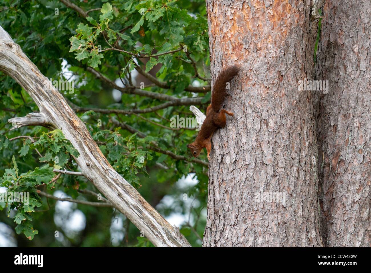 Red Squirrel Arrampicata albero in Svezia Foto Stock