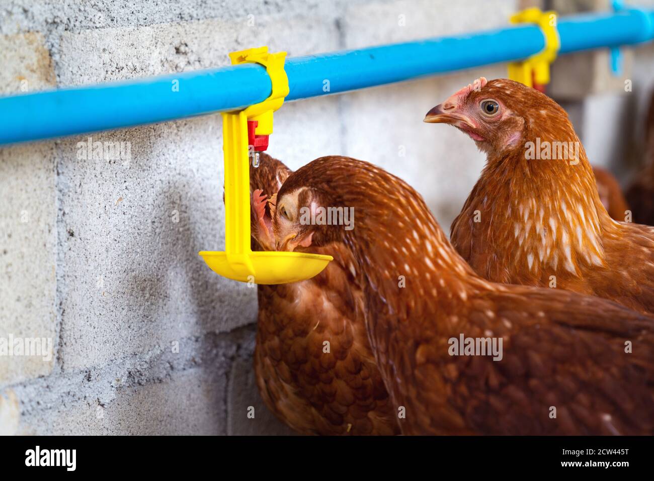Galline, galline che bevono acqua dal capezzolo in Fattoria. Foto Stock