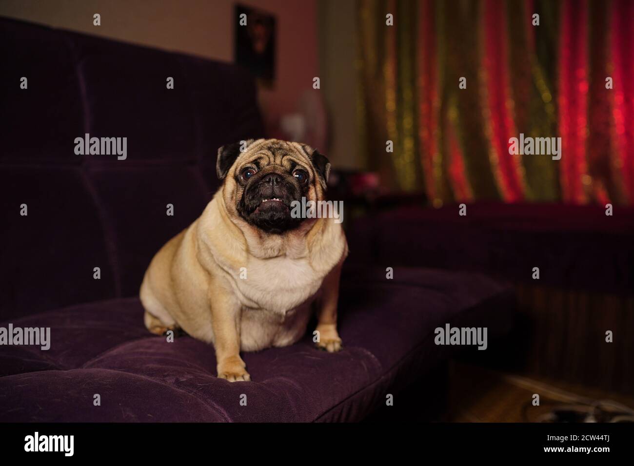 Pug divertente seduto sul divano a casa. Carino cane che riposa sul divano Foto Stock