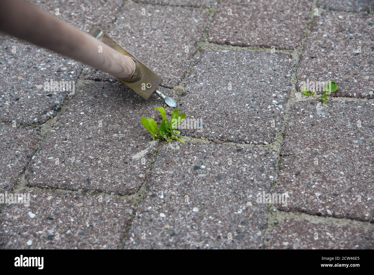 Utilizzando un attrezzo per pulire le pietre da erbacce, Danimarca, 27 settembre 2020 Foto Stock