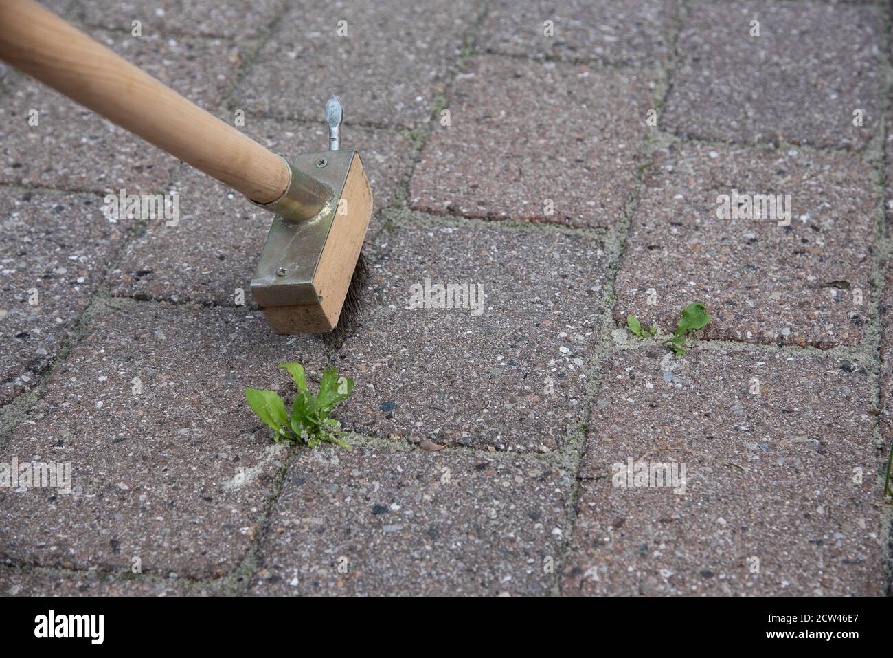 Utilizzando una spazzola per pulire le pietre da erbacce, Danimarca, 27 settembre 2020 Foto Stock
