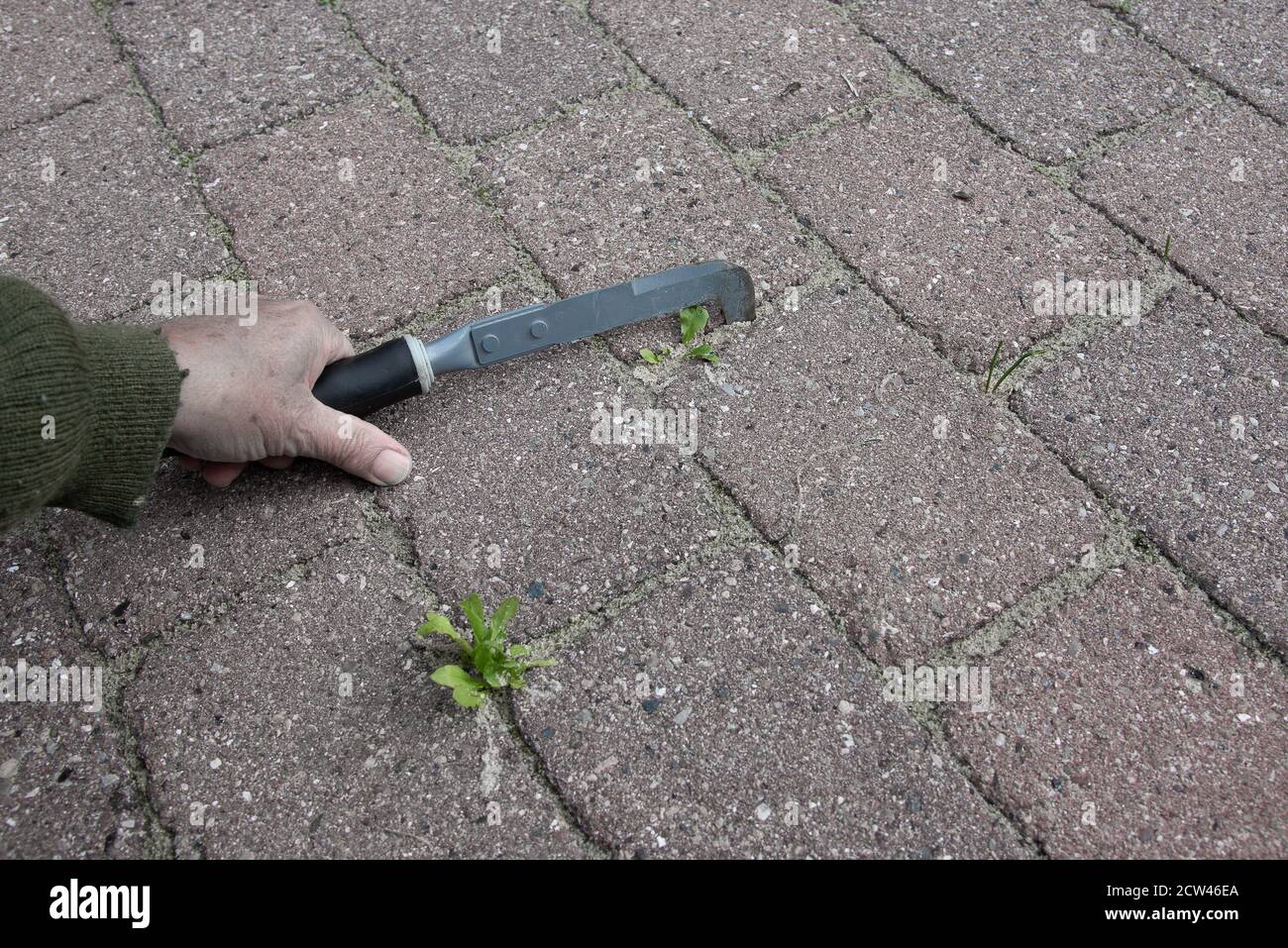 Utilizzando un attrezzo per pulire le pietre da erbacce, Danimarca, 27 settembre 2020 Foto Stock