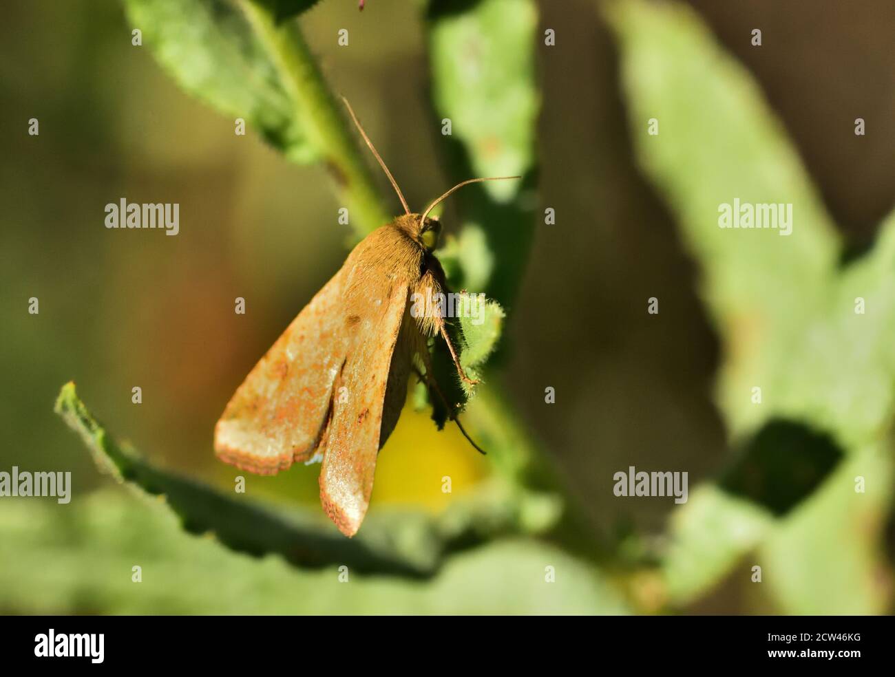 Macro fotografia di un verme di mais (Helicoverpa zea) che si trova su una foglia di una pianta selvatica. Foto Stock