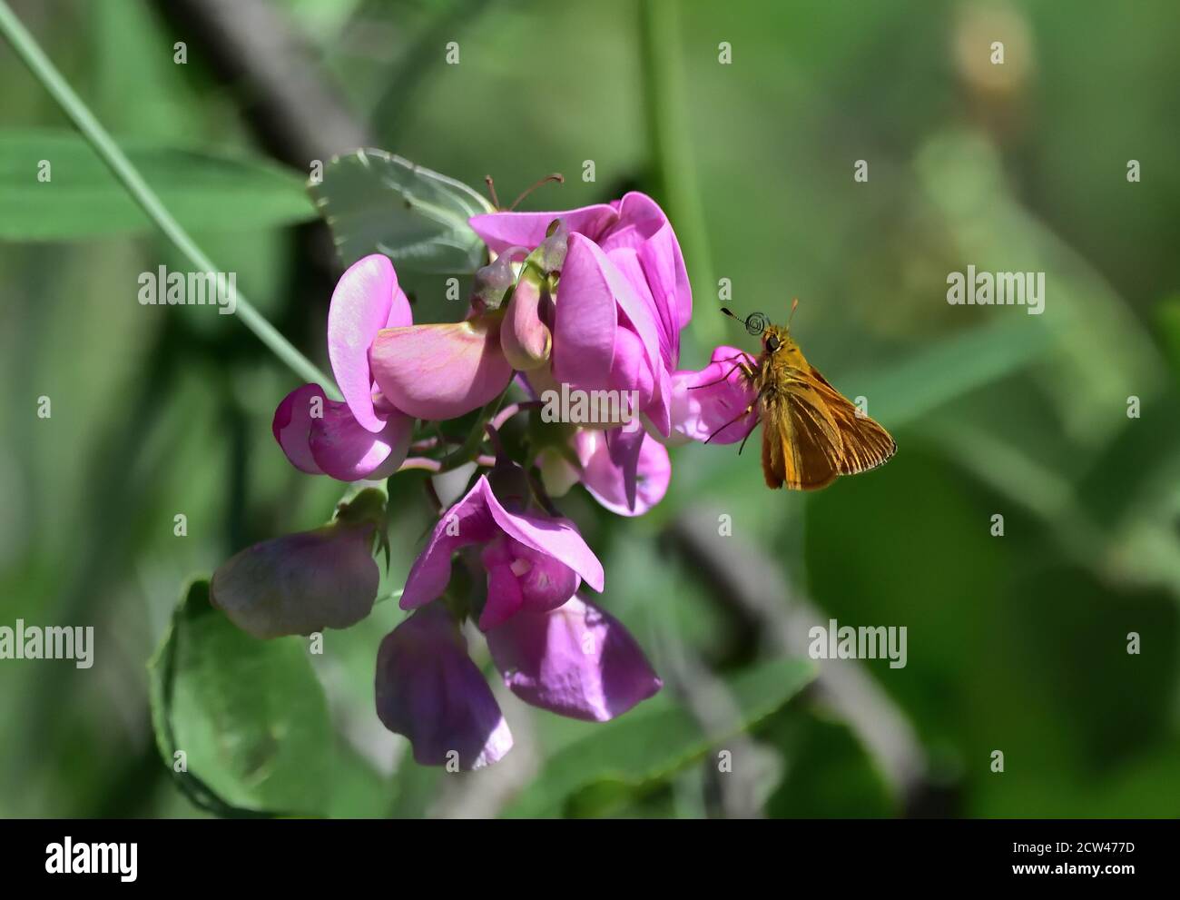 Farfalla della specie skipper argentato (virgola Hesperia) o comunemente chiamato Chives, su Lathyrus japonicus e bokeh sfondo naturale. Foto Stock