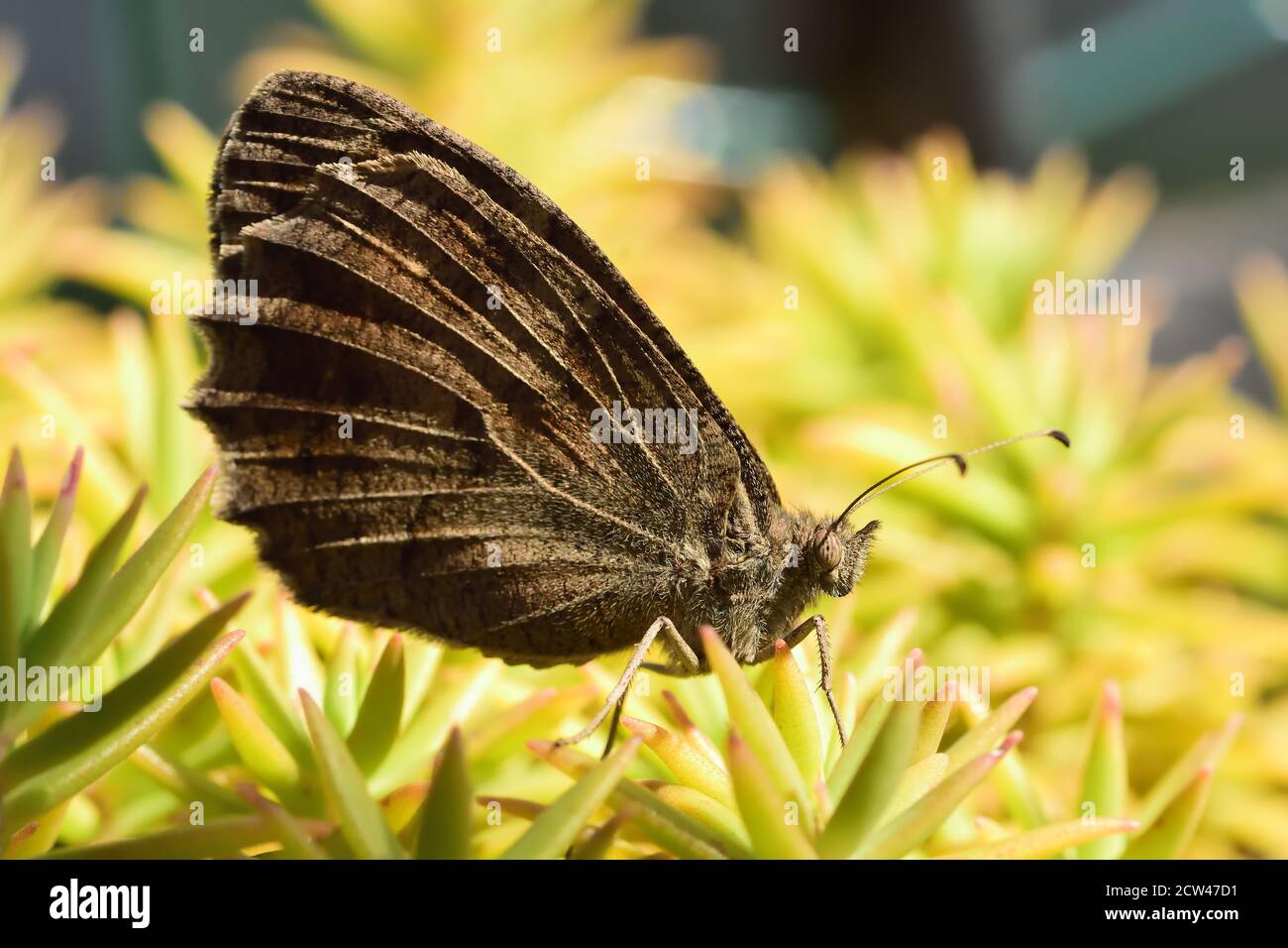 Farfalla della specie Freyer's greyling (Hipparchia fatua) che si trova su una pianta comune di Hooseleek (Sempervivum tectorum). Foto Stock