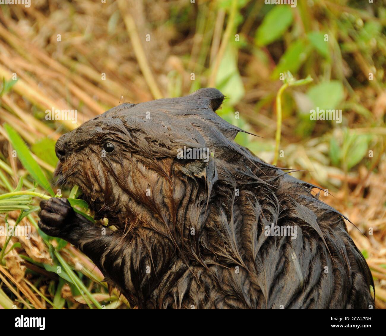 Beaver baby head primo piano mangiare erba, mostrando marrone pelliccia umida, corpo, occhio, orecchie, naso, whisker, zampe, nel suo ambiente e habitat con un fogliame Foto Stock