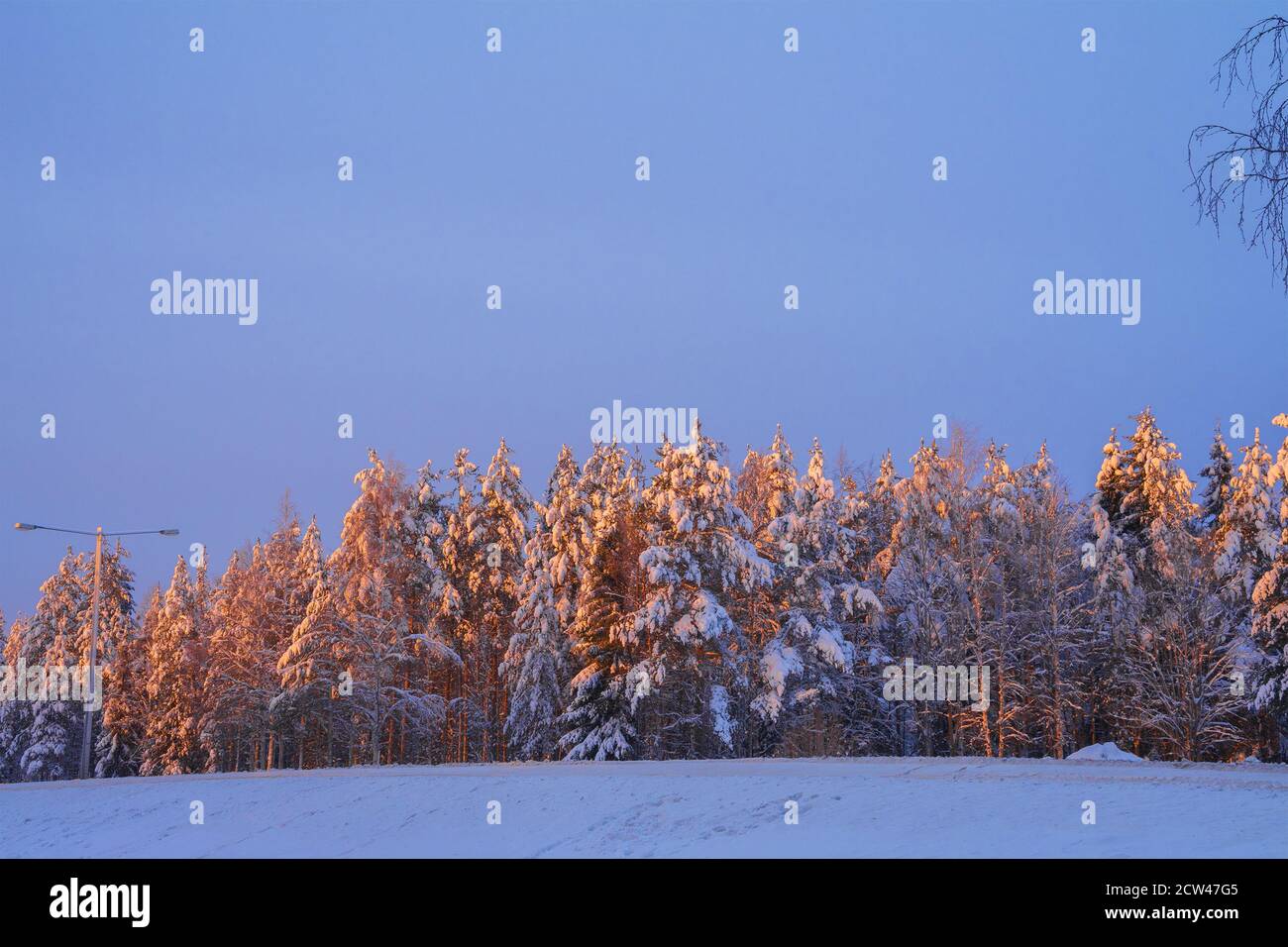 Alberi innevati di abete rosso e pino nella foresta di conifere invernale al crepuscolo, tramonto rosa brillante, Circolo polare Artico, Finlandia. Sfondo invernale. Foto Stock