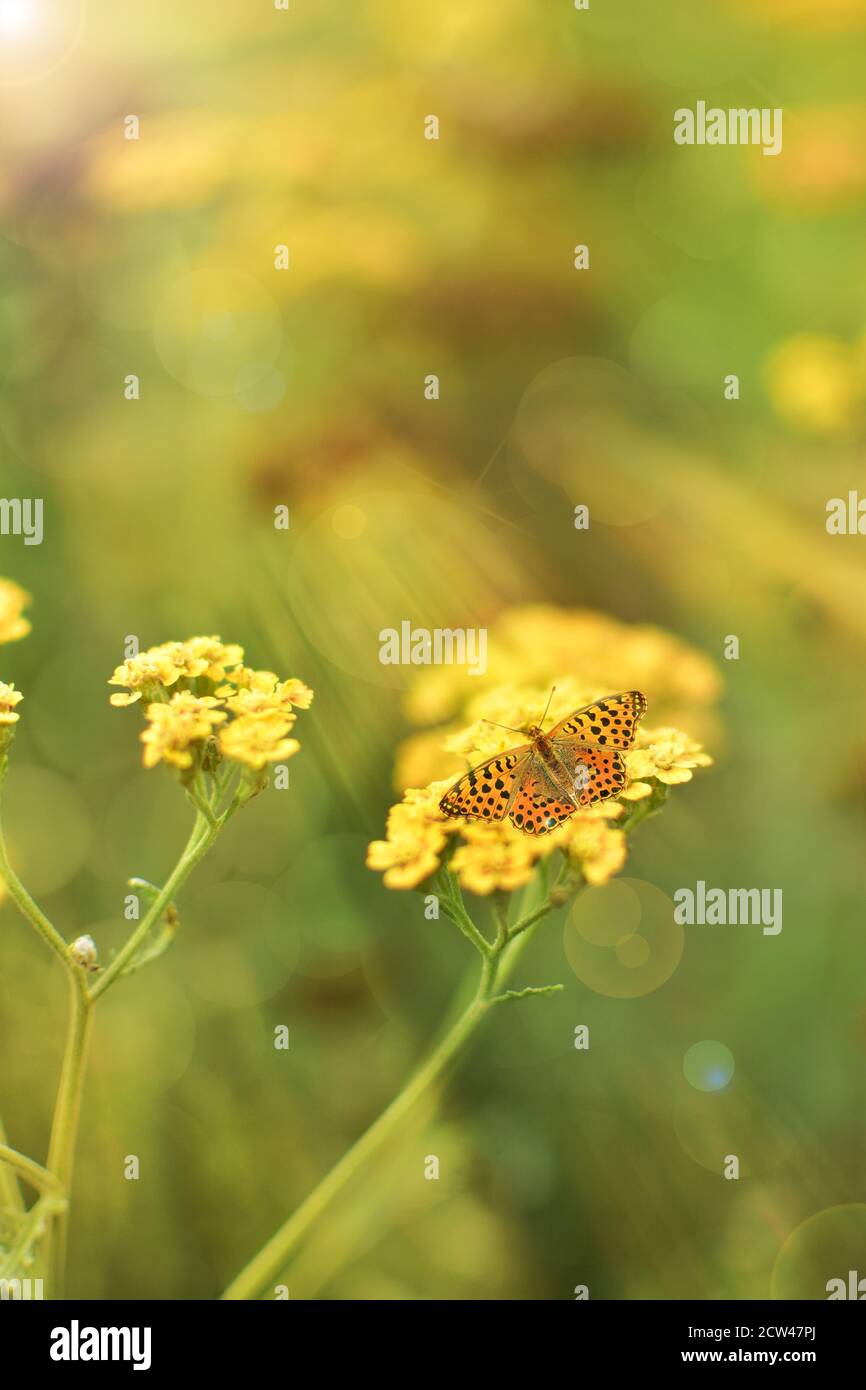 Farfalla seduta su una pianta in un prato giardino e parco nella luce luminosa del giorno. Foto Stock