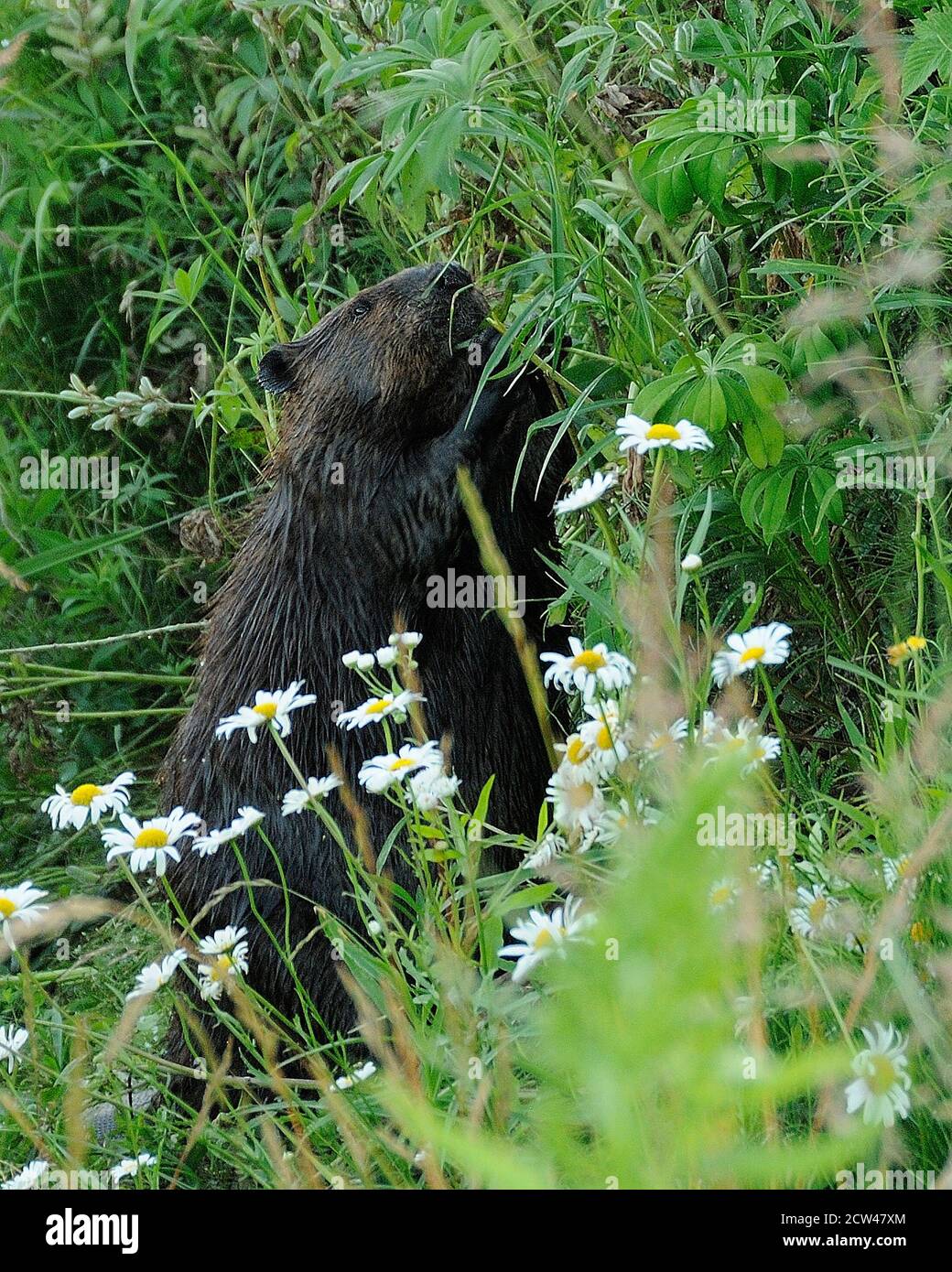 Vista ravvicinata del profilo di Beaver nella foresta mangiare fogliame con fiori margherita in primo piano, mostrando pelliccia marrone cappotto, corpo, testa, occhio, orecchie, nella sua hab Foto Stock