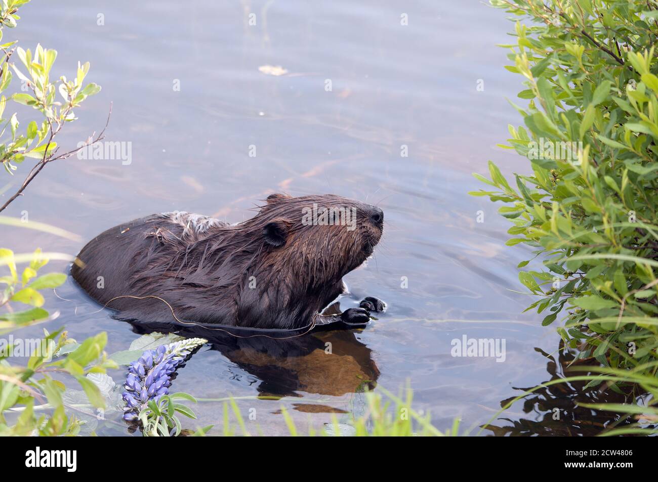 Beaver primo piano profilo mangiare fiori di giglio d'acqua in acqua, mostrando pelliccia marrone cappotto, corpo, testa, zampe, artigli, whiskers con fondo d'acqua. Foto Stock
