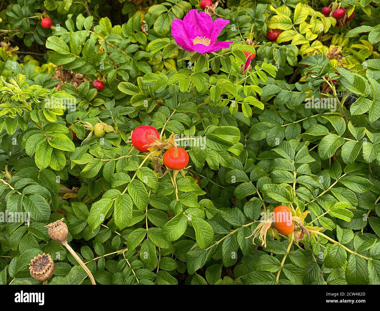 Rosehip, Hagebutten, Heckenrose Strauch Foto Stock