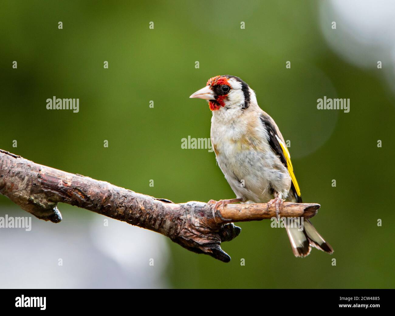 Goldfinch, Carduelis carduelis, arroccato su una filiale sopra un giardino britannico, estate 2020 Foto Stock