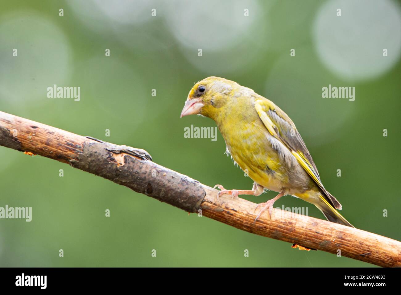 Greenfinch, Chloris Chloris, arroccato su una filiale in un giardino britannico, Bedfordshire, Wnter 2021 Foto Stock