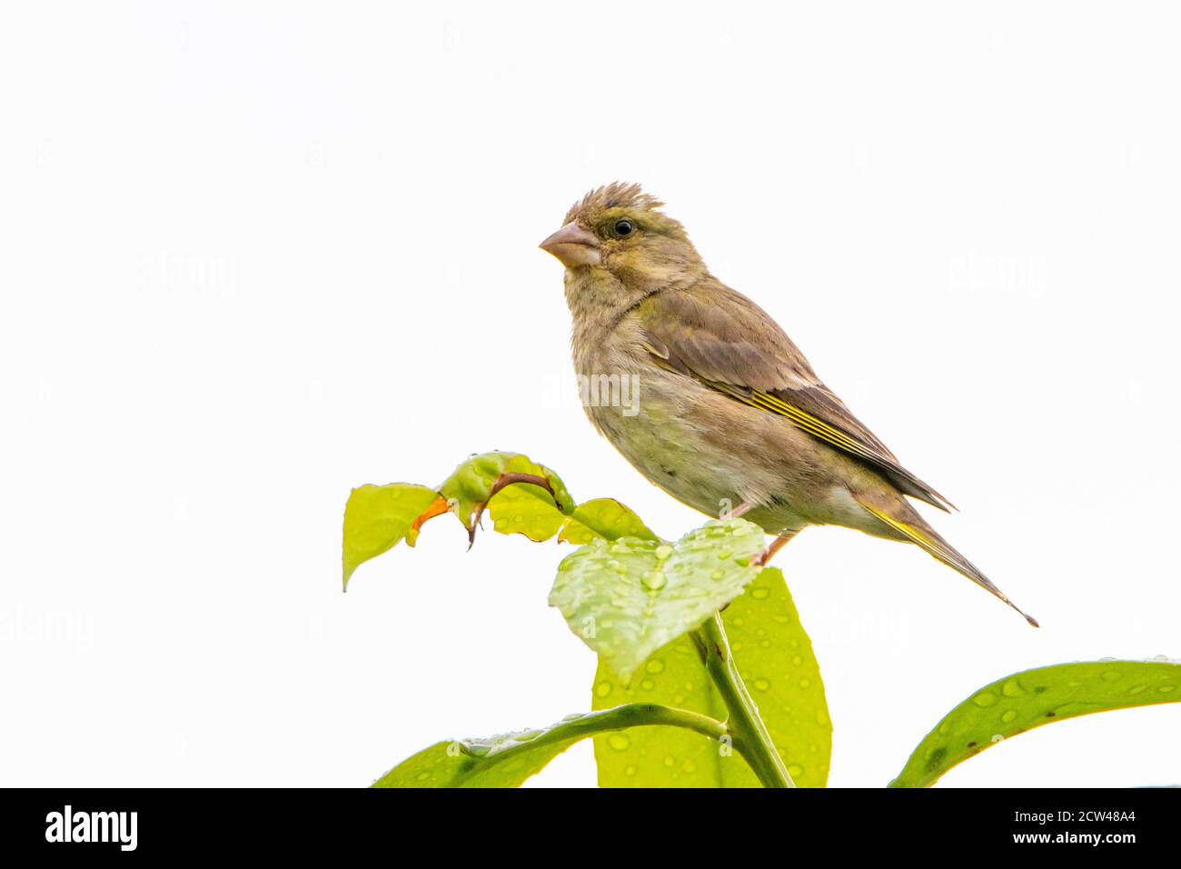 Greenfinch, Chloris Chloris, uccello selvatico del giardino, arroccato su una filiale in Bedfordshire, Regno Unito Foto Stock