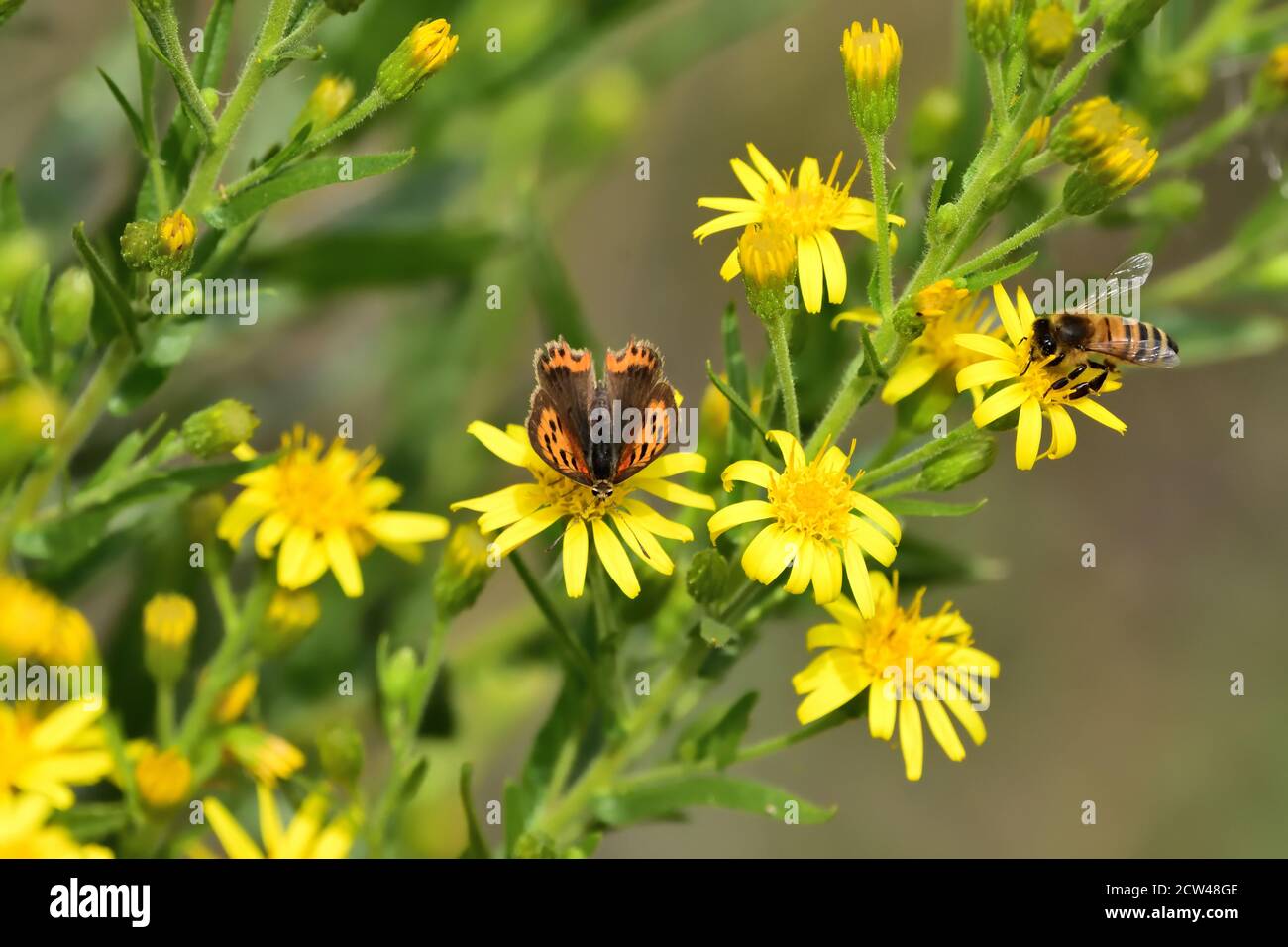 Macro fotografia di una piccola farfalla di rame, rame americano, o rame comune (Lycaena phlaeas) che si nuota su fiori gialli selvatici. Foto Stock