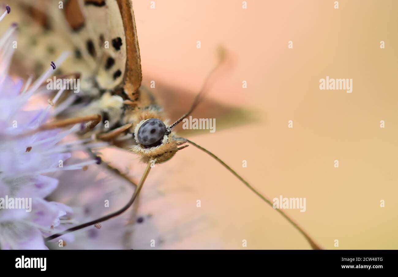 Primo piano di un fritillary puntato o Red-band fritillary (Melitaea didyma) su fiore di menta selvatica. Foto Stock