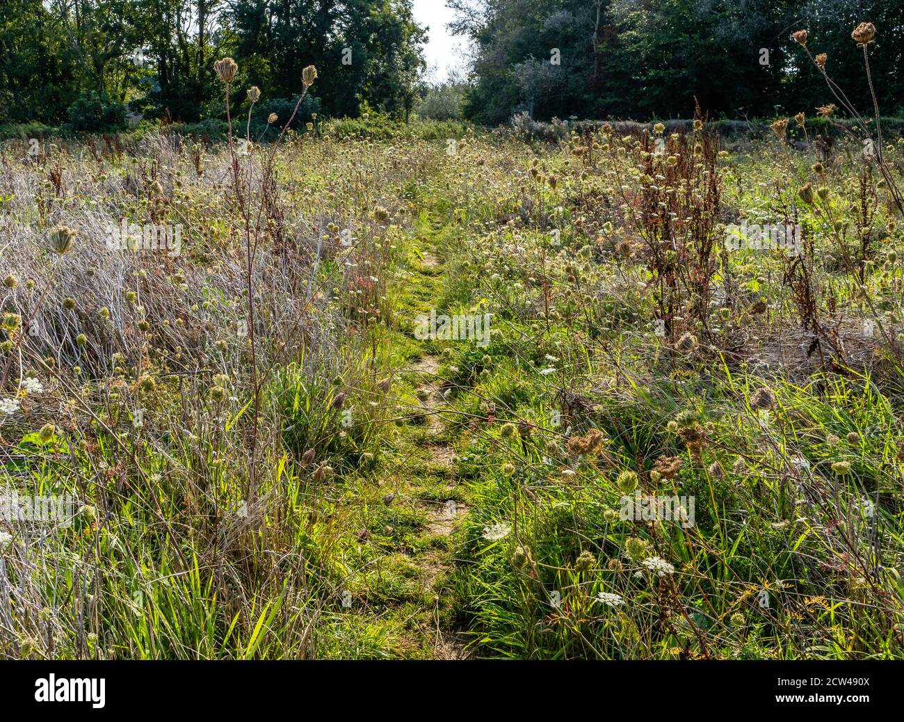 Prato selvaggio andato a seme in tarda estate sul Cotswold Way National Trail nel Gloucestershire Regno Unito Foto Stock