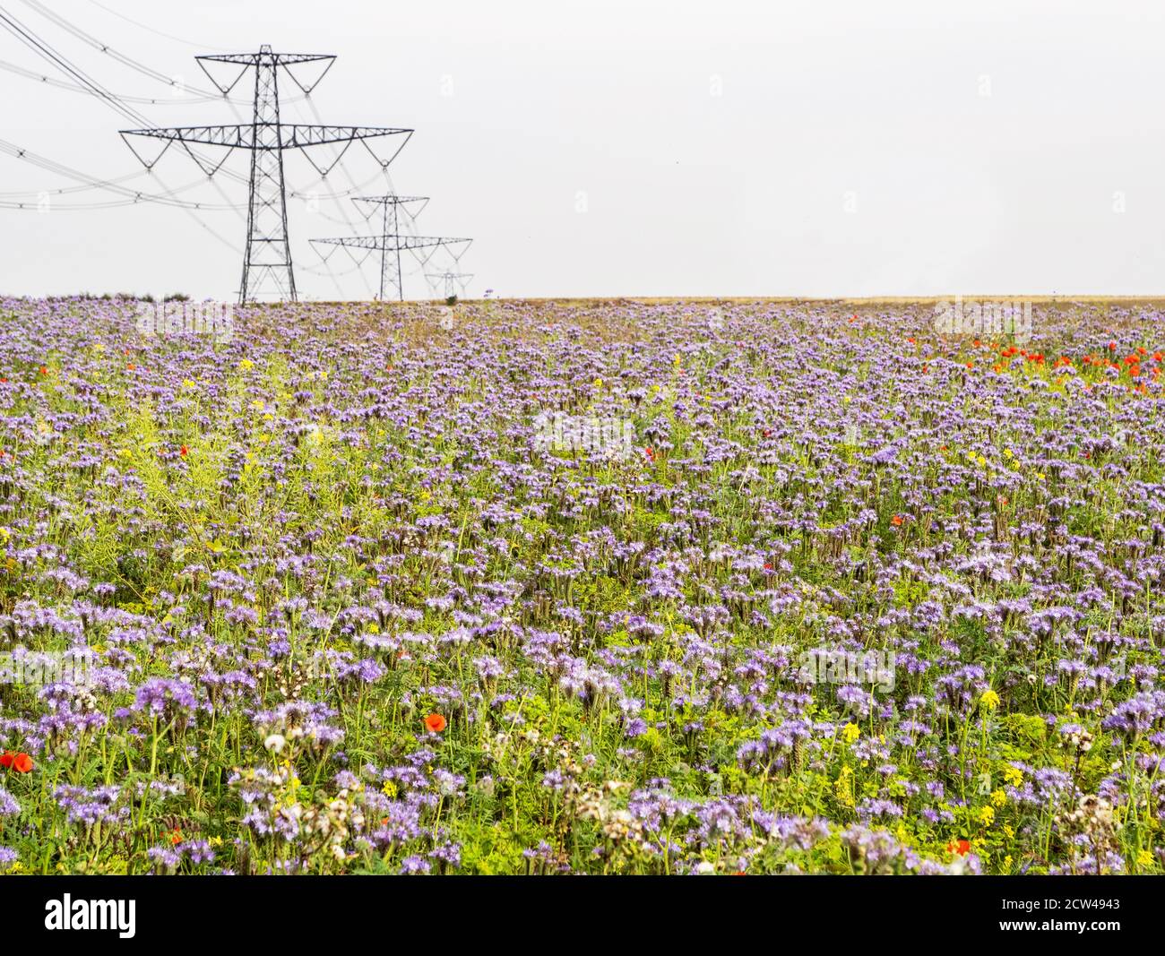 Confine di insetto seminato che attrae annuals dominato da blu Phacelia Tanacetifolia intorno al campo di mais Gloucestershire Regno Unito che beneficia le colture e la fauna selvatica Foto Stock