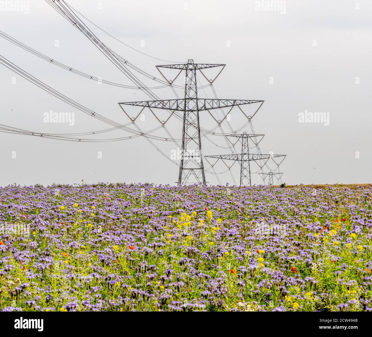 Confine di insetto seminato che attrae annuals dominato da blu Phacelia Tanacetifolia intorno al campo di mais Gloucestershire Regno Unito che beneficia le colture e la fauna selvatica Foto Stock