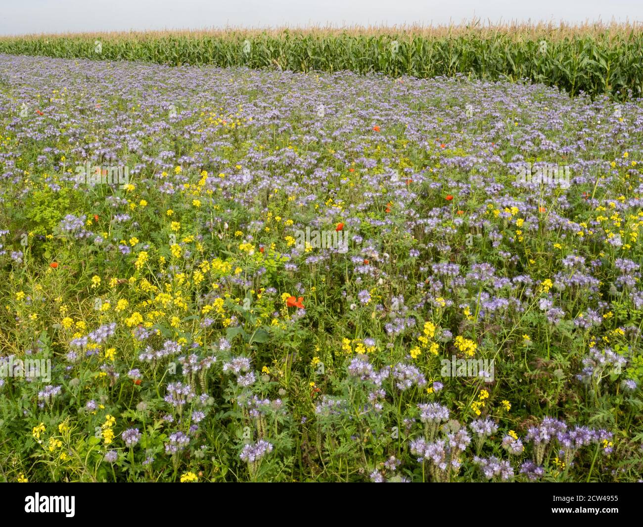 Confine di insetto seminato che attrae annuals dominato da blu Phacelia Tanacetifolia intorno al campo di mais Gloucestershire Regno Unito che beneficia le colture e la fauna selvatica Foto Stock