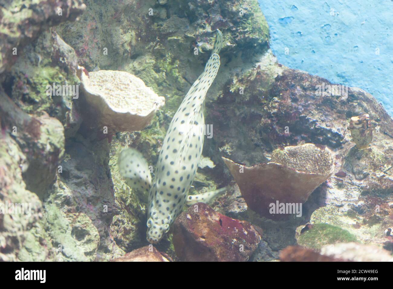 Pesci tropicali e coralli in mare sotto l'acqua. Foto Stock
