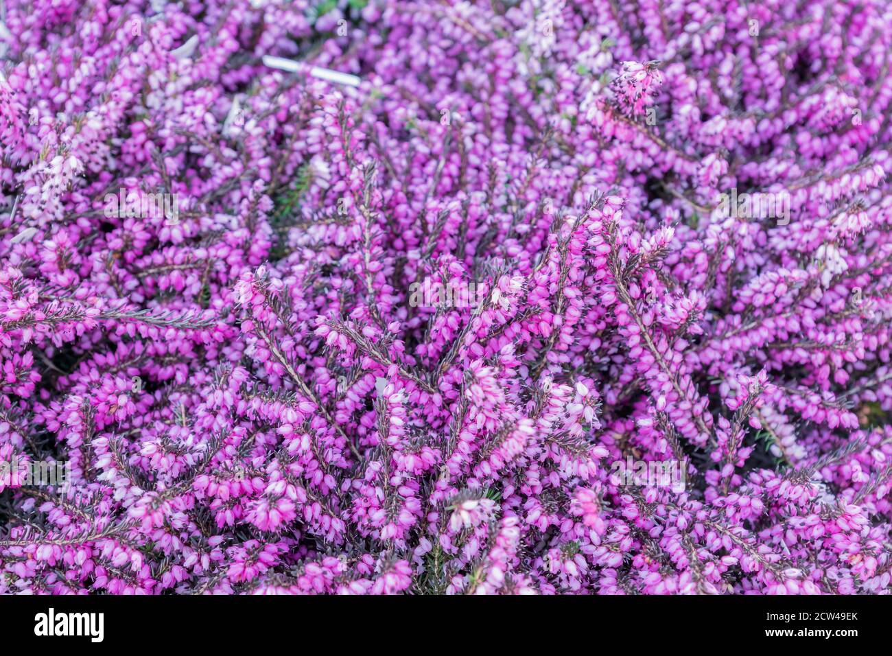 Bella fioritura viola Erica darleyensis o texture di fondo erica. Sfondo naturale di primavera Foto Stock