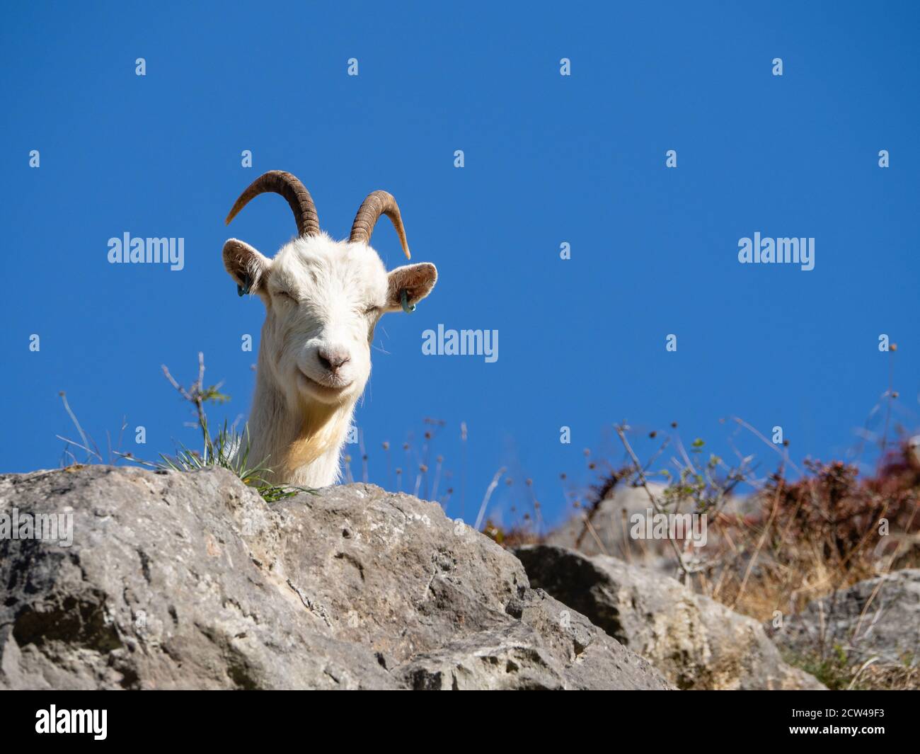 Capra feriale bianca che si zizza al sole a Burrington Combe Nelle colline Mendip del Somerset UK Foto Stock