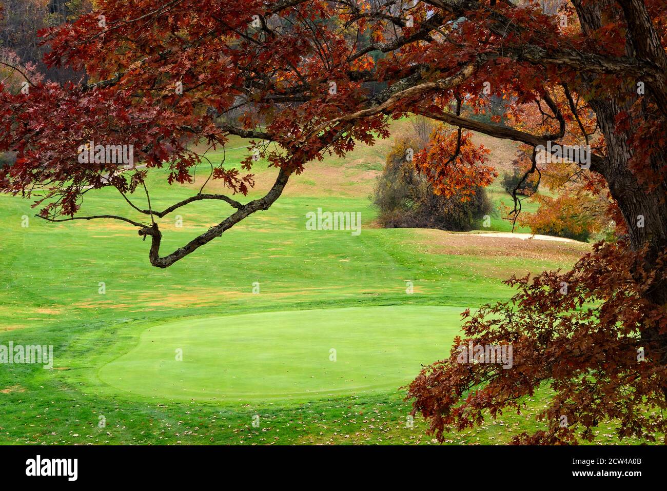 Grande albero colorato in un campo durante la stagione di Autunno Foto Stock